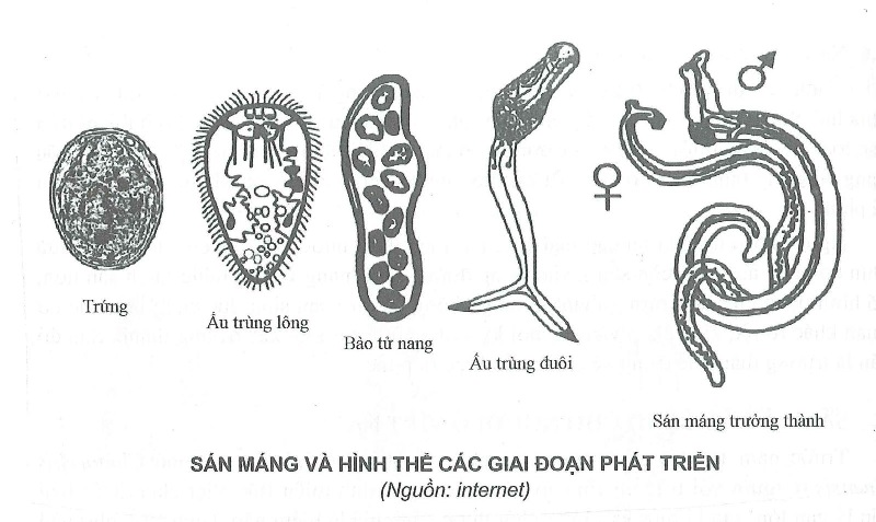 Các giai đoạn phát triển của sán máng